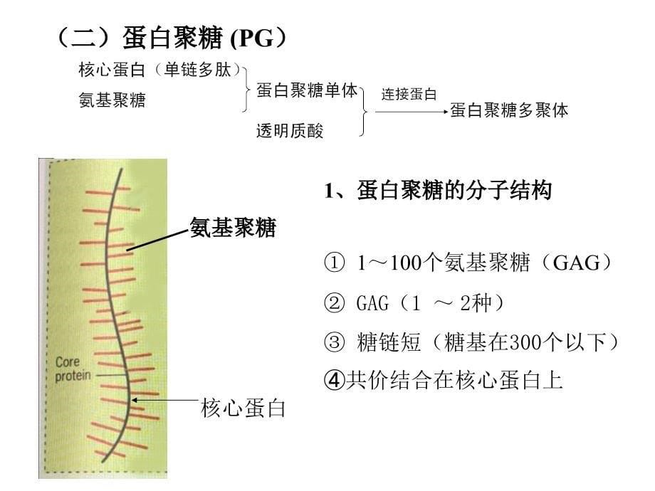 级医学细胞生物学知识点串讲.ppt_第5页