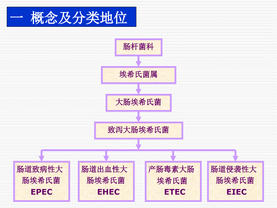 致泻大肠埃希氏菌肠出血性大肠杆菌O157 ：H7_第4页