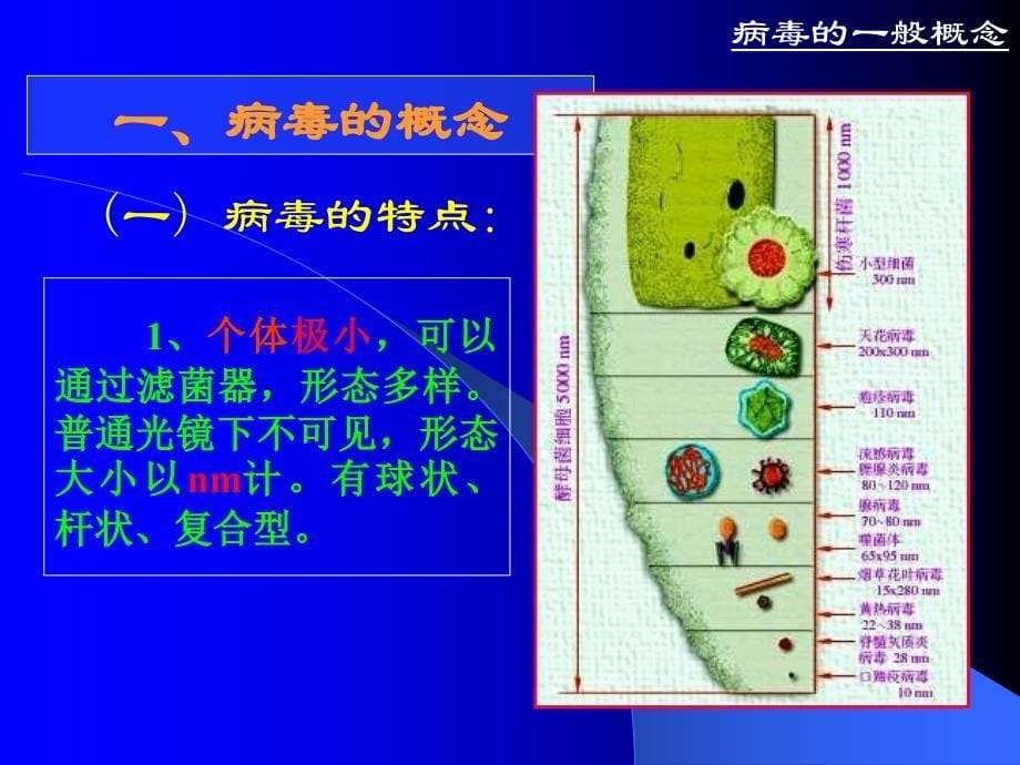 第03章病毒与亚病毒因子_第5页