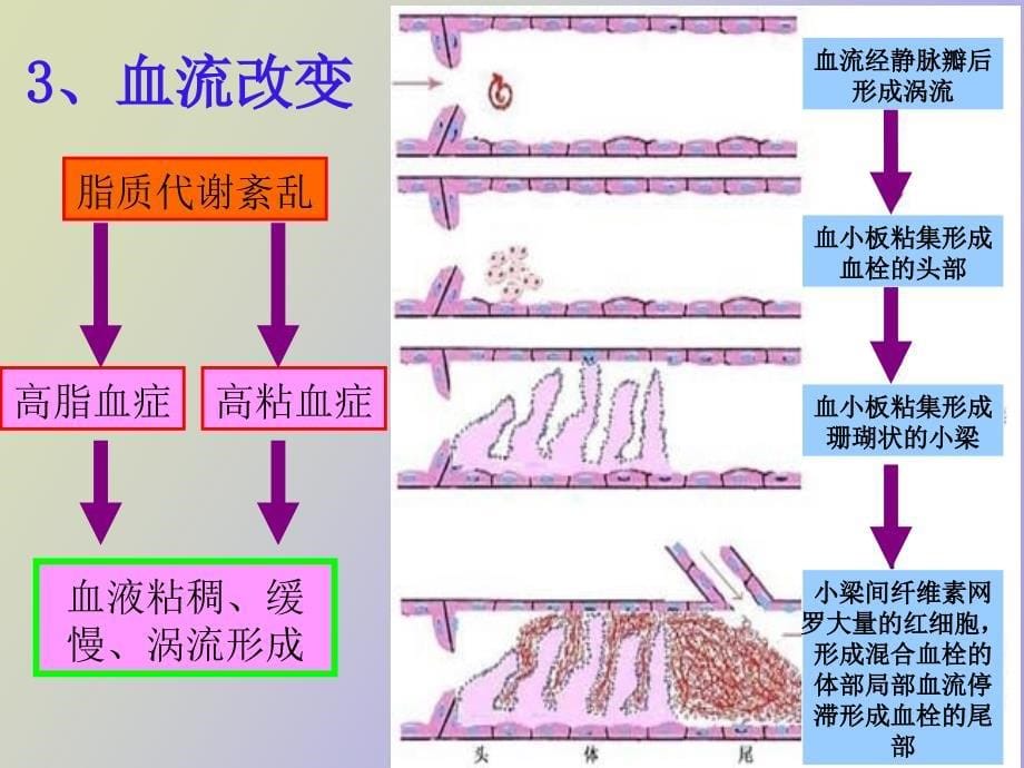 抗血小板药物_第5页