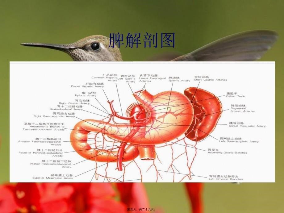 医学专题—腹腔镜下脾切除术9356_第5页