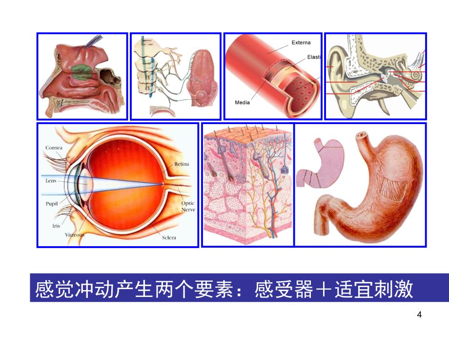 【PPT课件】眼与耳_第4页