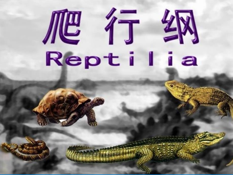 《爬行纲概述》PPT课件_第1页