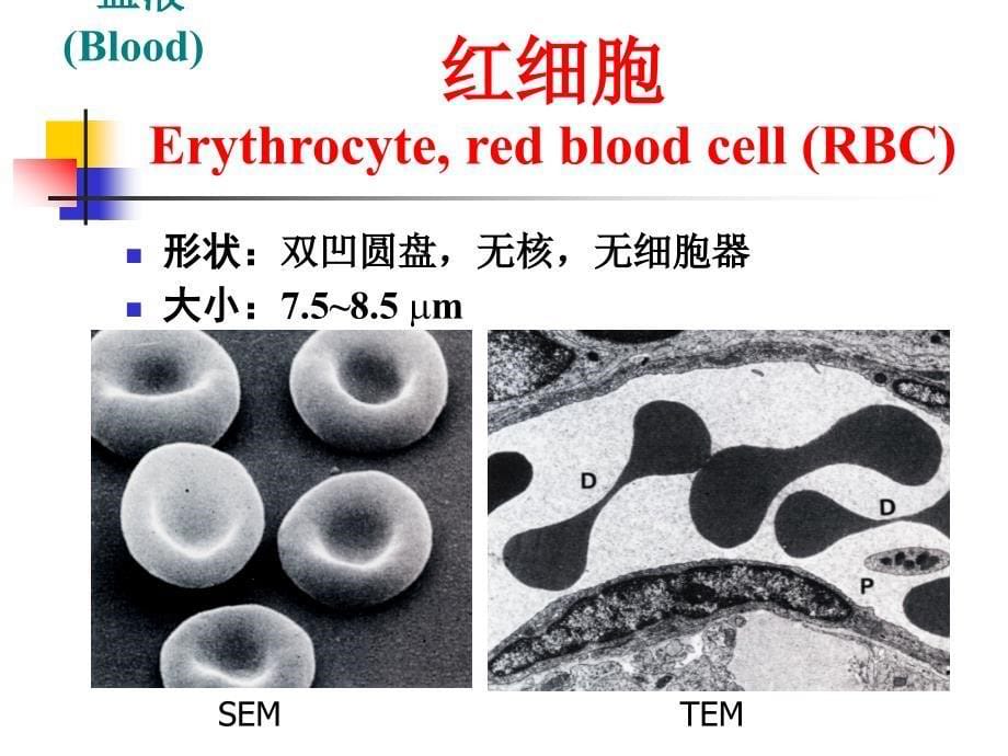 医学专题：血液-10_第5页