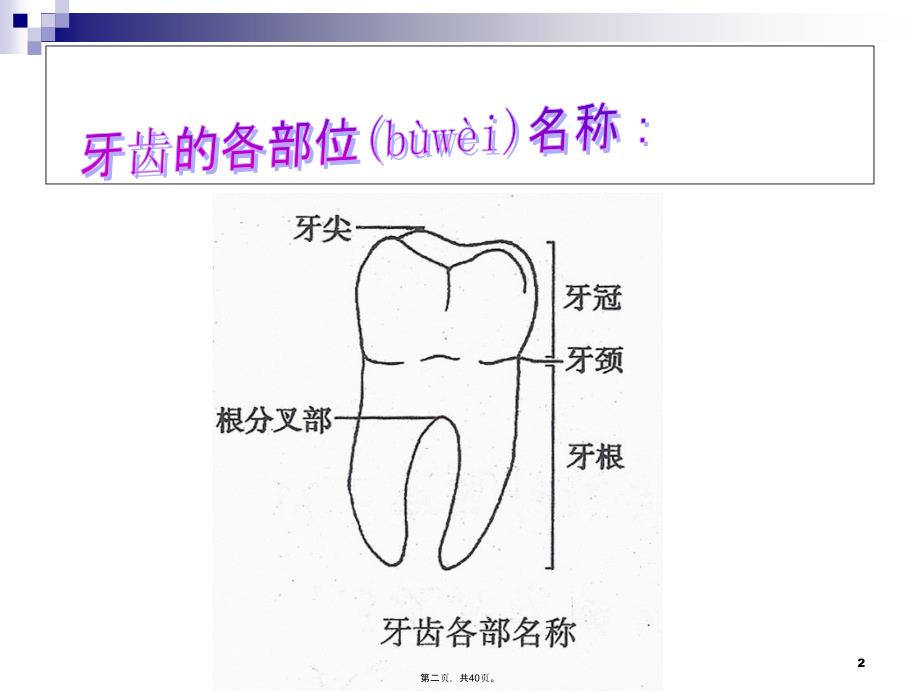 中小学生健康教育龋齿防治说课讲解_第2页