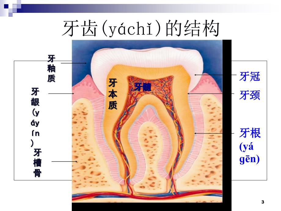 中小学生健康教育龋齿防治说课讲解_第3页