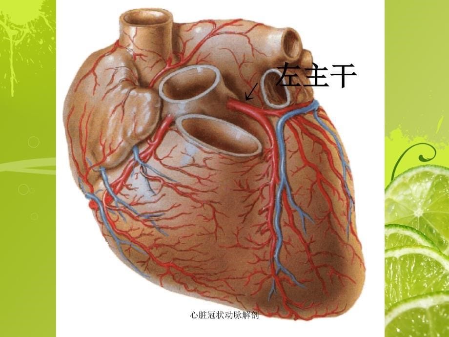 心脏冠状动脉解剖_第5页