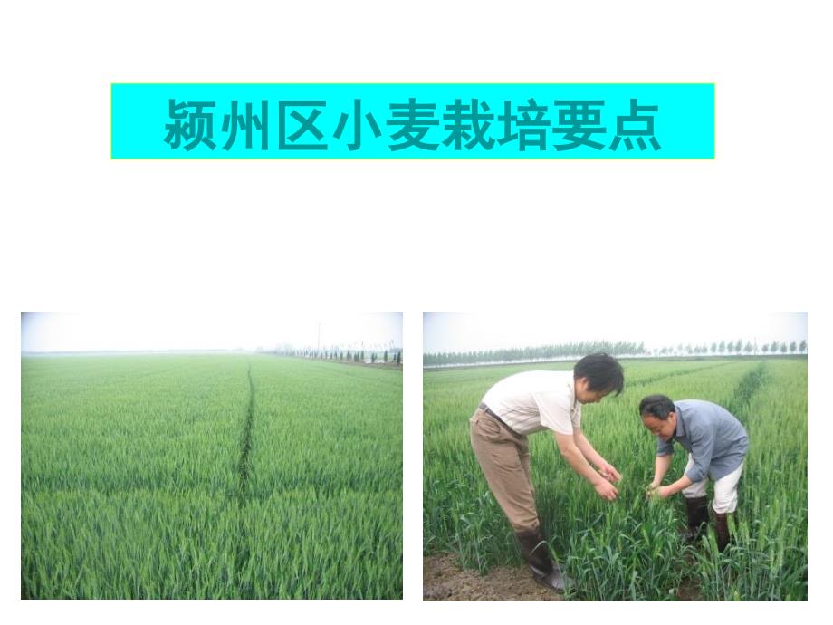 颍州区小麦栽培要点_第1页