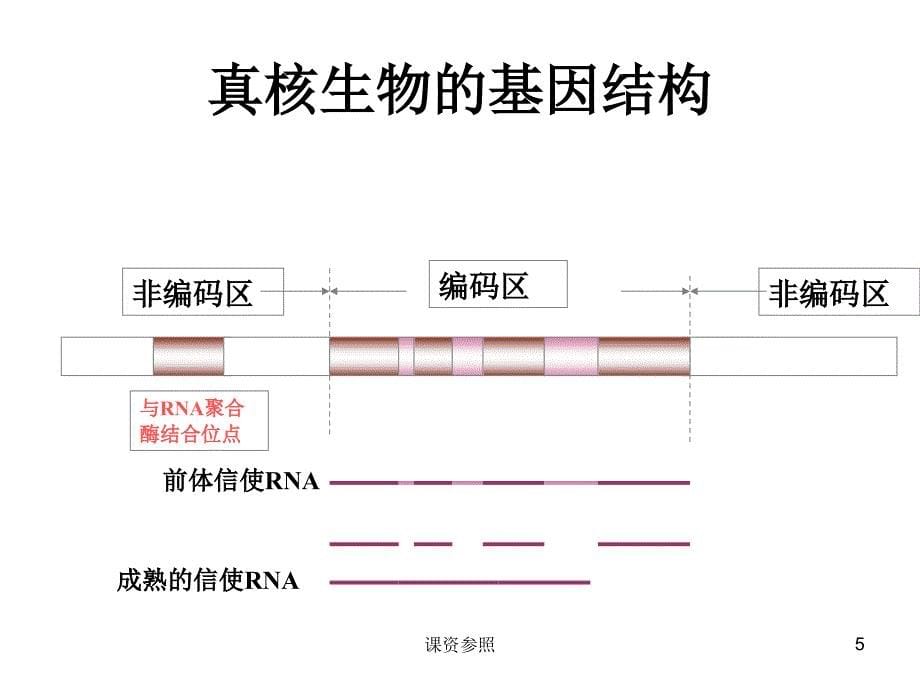 基因工程的基本操作程序43966（谷风课资）_第5页