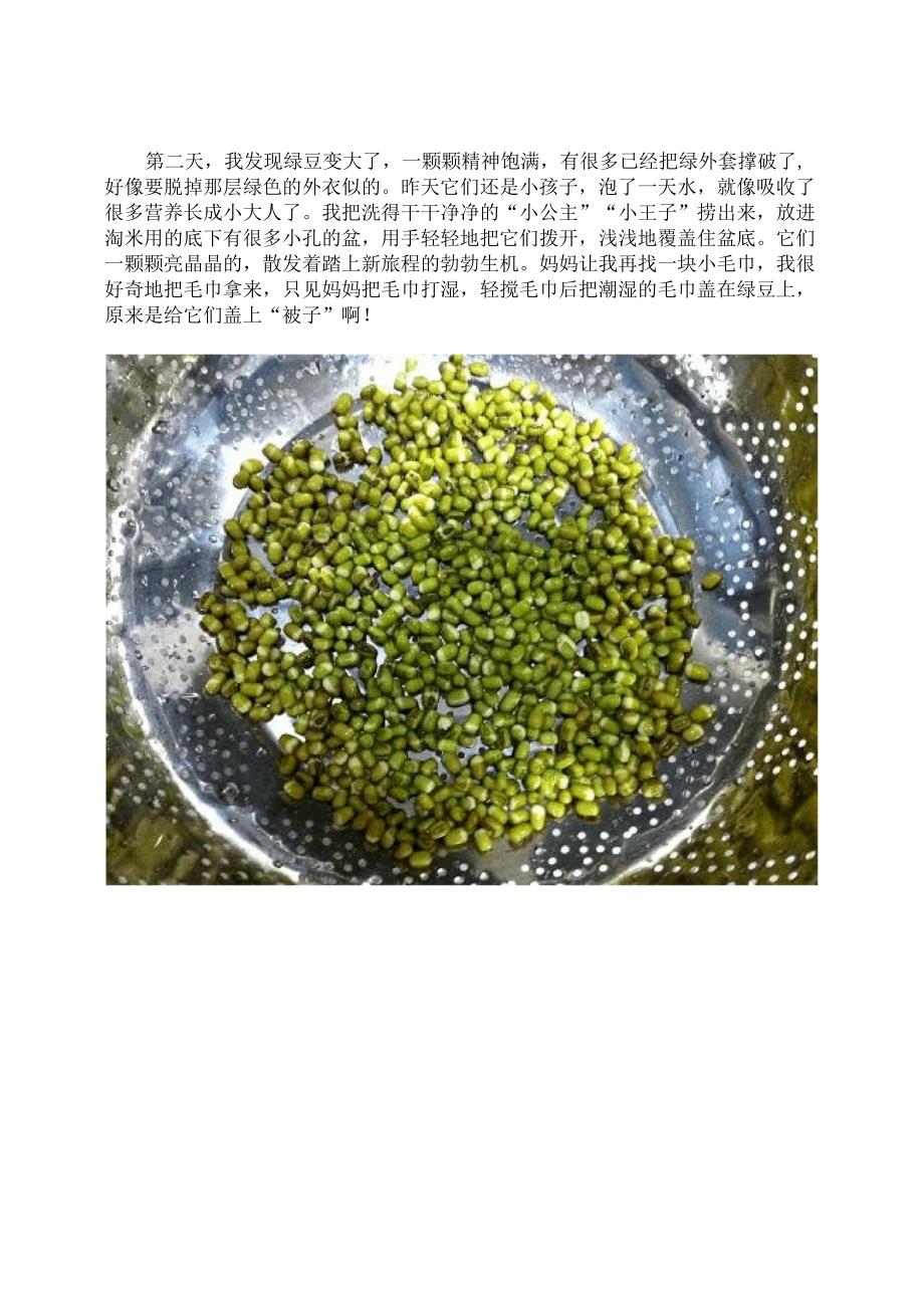 绿豆芽观察日记_第2页