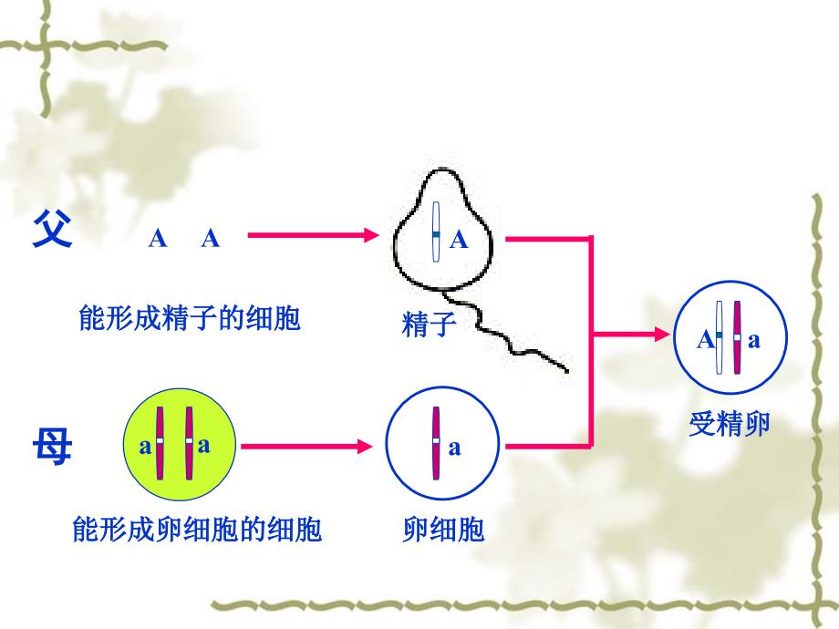 23基因的显性和隐性_第4页