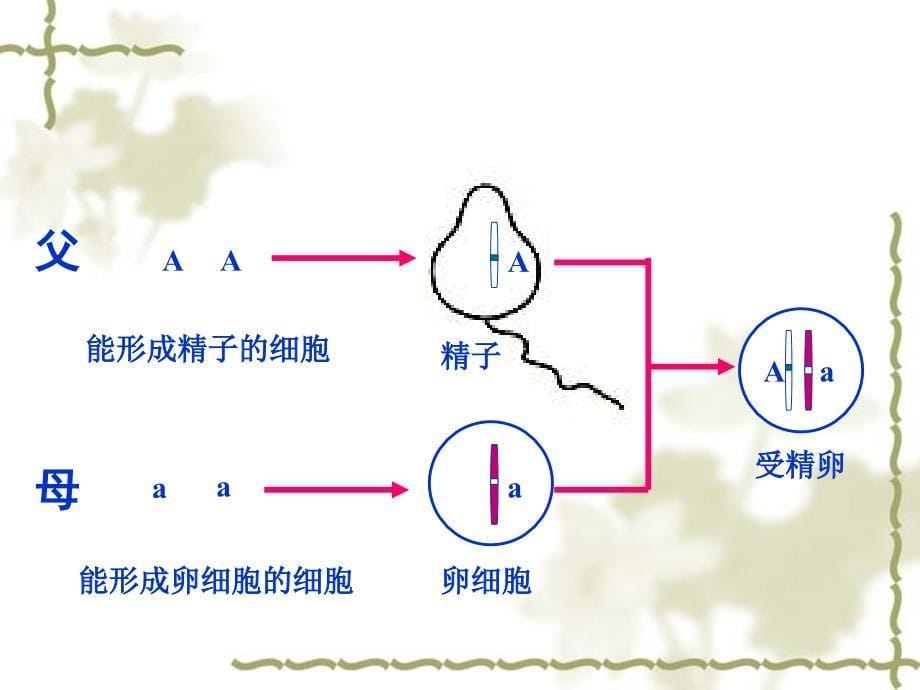 23基因的显性和隐性_第5页