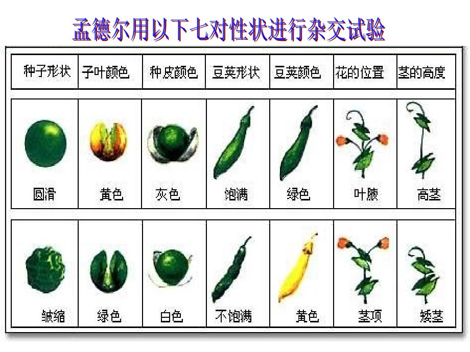 孟德尔分离定律一_第4页