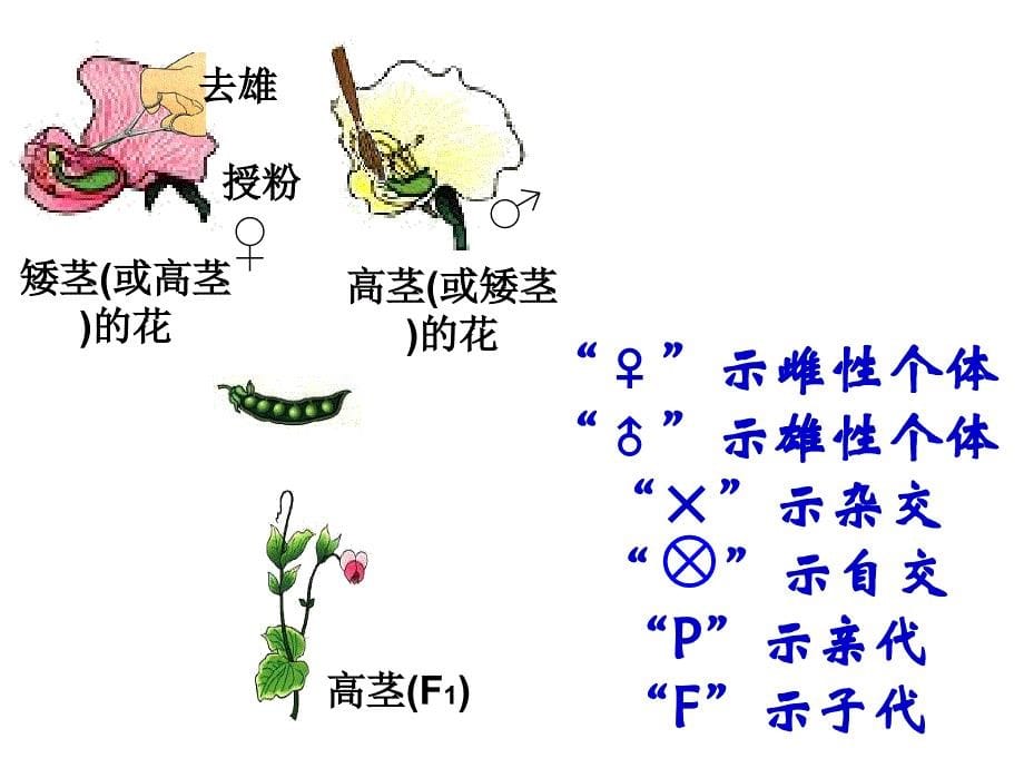 孟德尔分离定律一_第5页