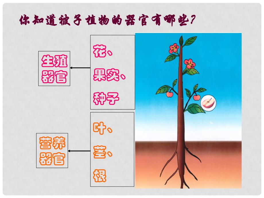 七年级科学上册《生物体的结构层次》课件15 浙教版_第4页