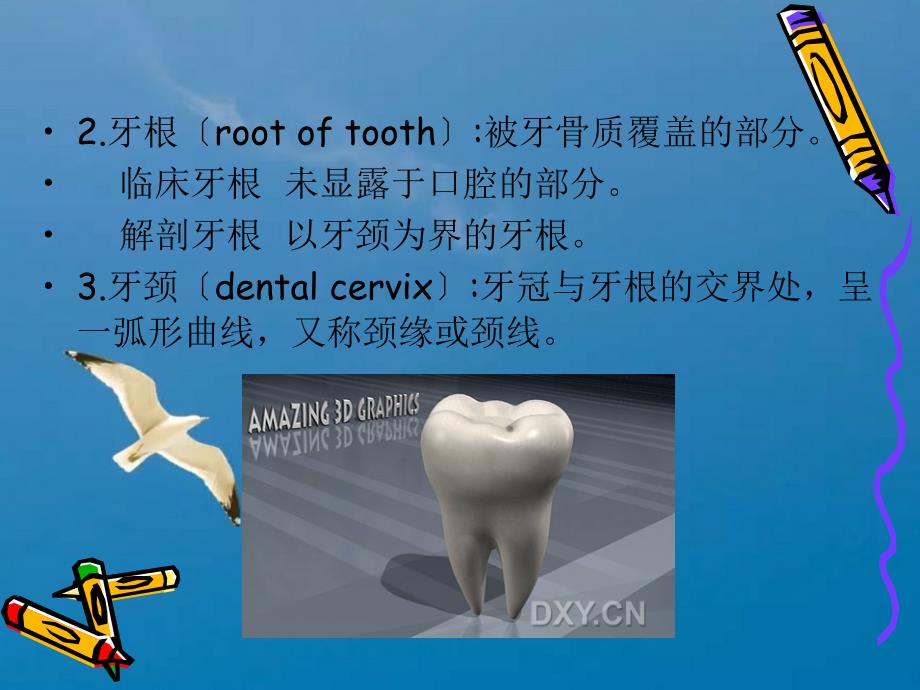 牙的组成部分第四节牙体一般应用名词及表面标志ppt课件_第2页