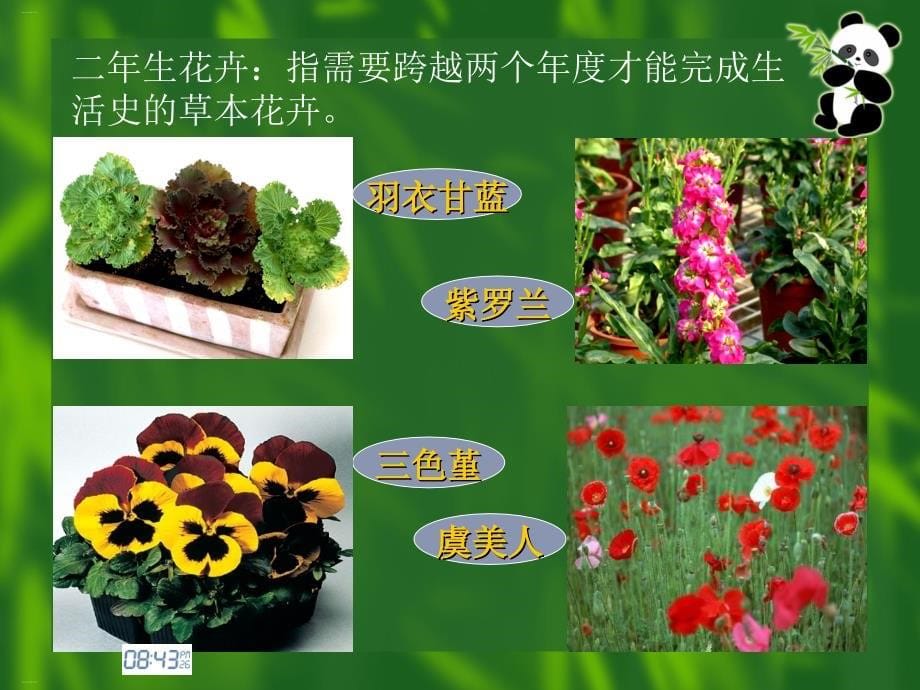 园林花卉分类概述课件_第5页