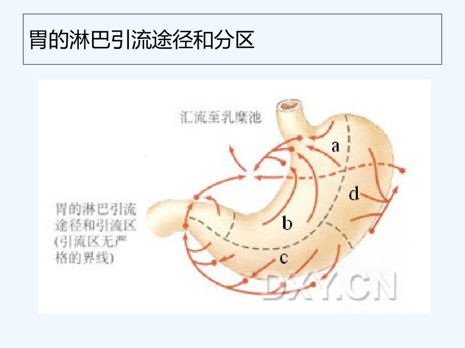 胃的淋巴引流（教学课件）_第3页