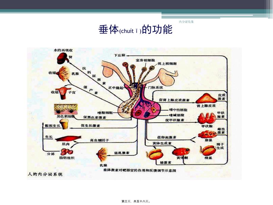 内分泌危象课件_第3页