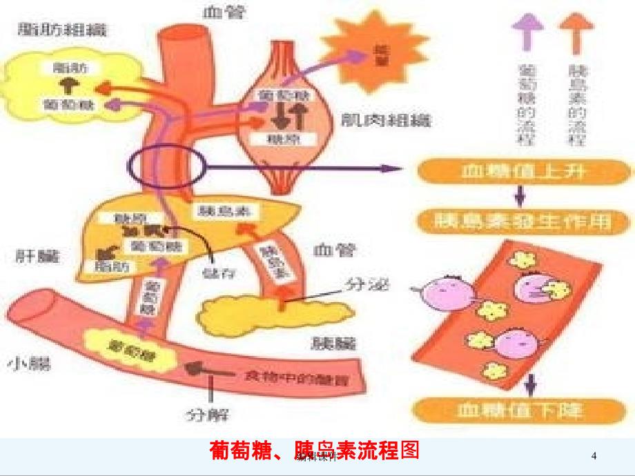 糖尿病-诊断与治疗-PPT课件-精华版_第4页