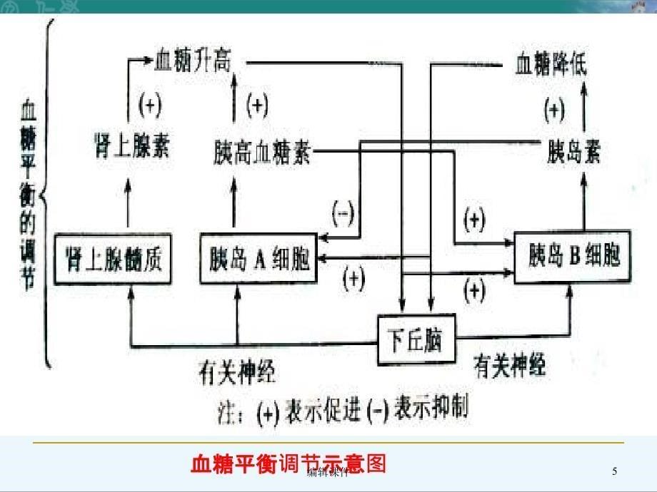 糖尿病-诊断与治疗-PPT课件-精华版_第5页