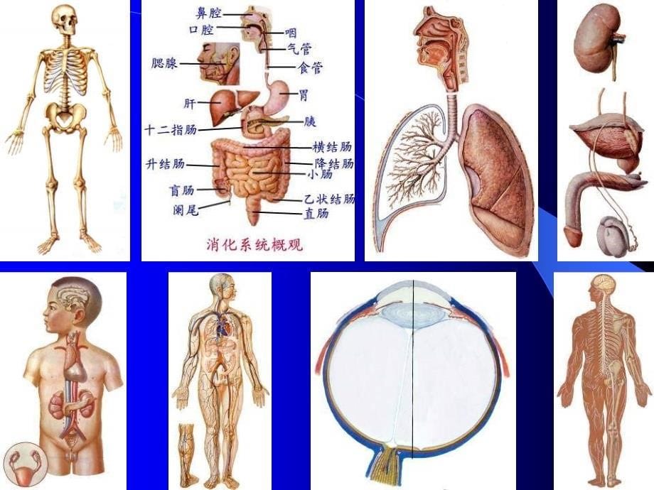 《绪论骨学总论》PPT课件_第5页