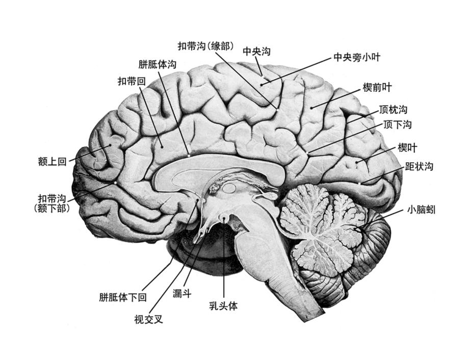 下丘脑的结构、机能与临床_第4页