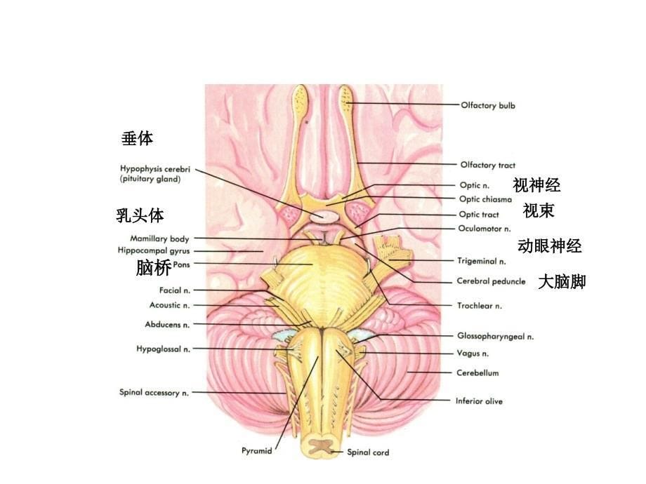 下丘脑的结构、机能与临床_第5页