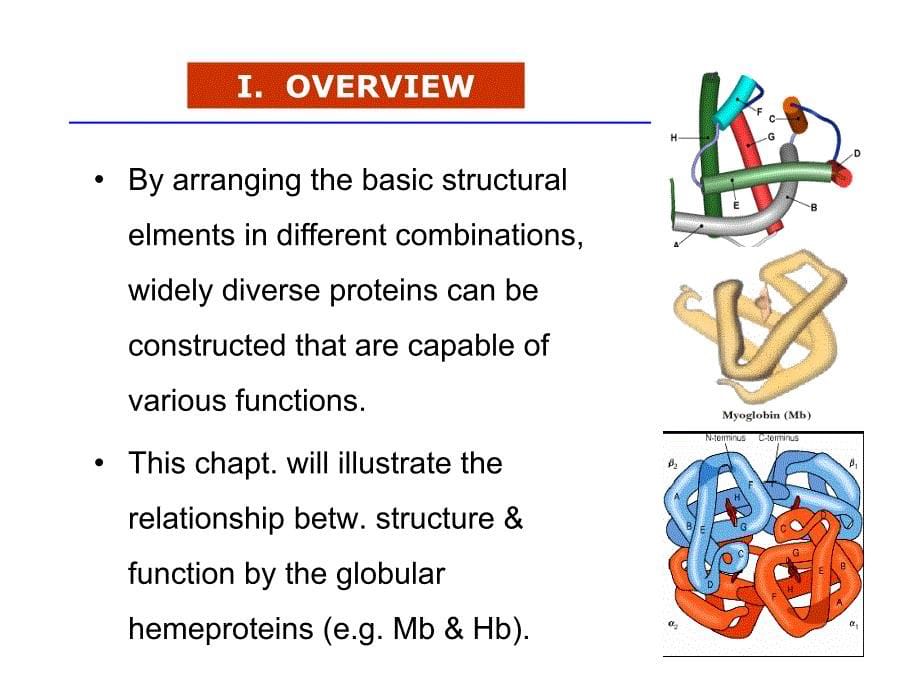 生物化学资料：3-globular proteins_第5页