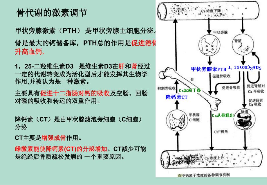 骨标志物临床应用_第2页