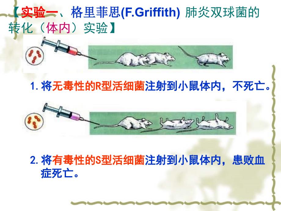 DNA是主要遗传物质1ok_第4页