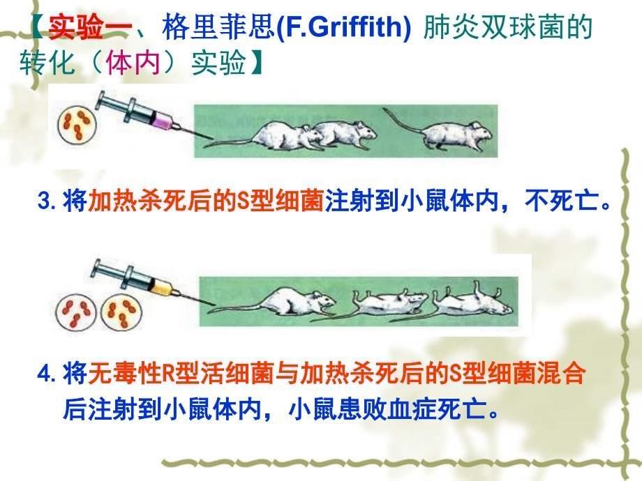 DNA是主要遗传物质1ok_第5页