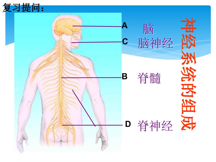 七年级生物下册352《神经调节结构基础》课件济南版_第2页