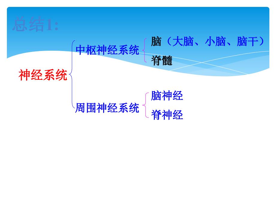 七年级生物下册352《神经调节结构基础》课件济南版_第3页