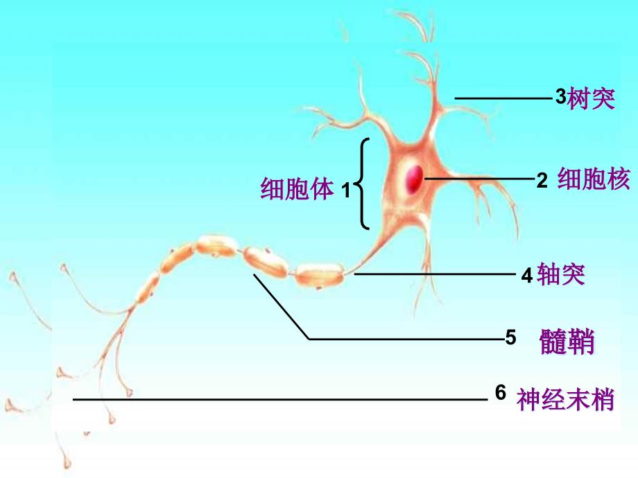 七年级生物下册352《神经调节结构基础》课件济南版_第4页