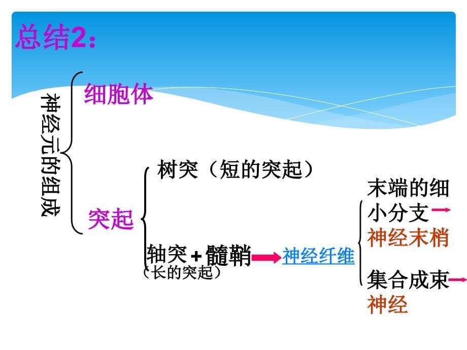 七年级生物下册352《神经调节结构基础》课件济南版_第5页