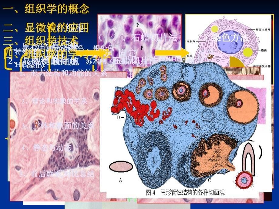 组织学与胚胎学_第5页