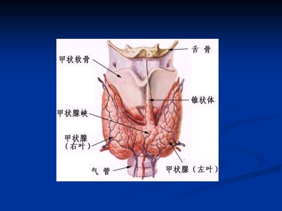 《甲状腺功能亢进》PPT课件_第2页