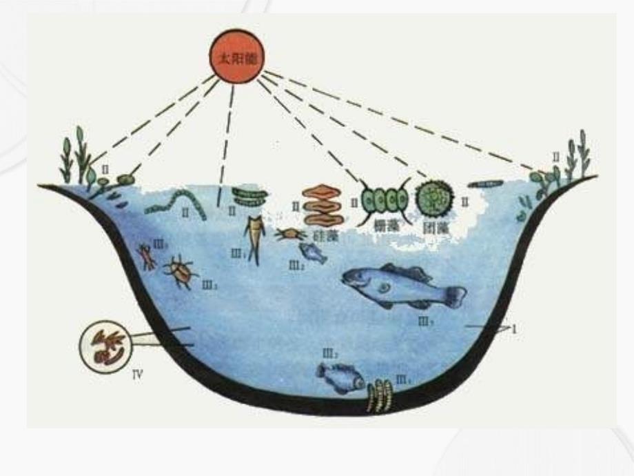 教科版五年级科学上册做一个生态瓶_第2页