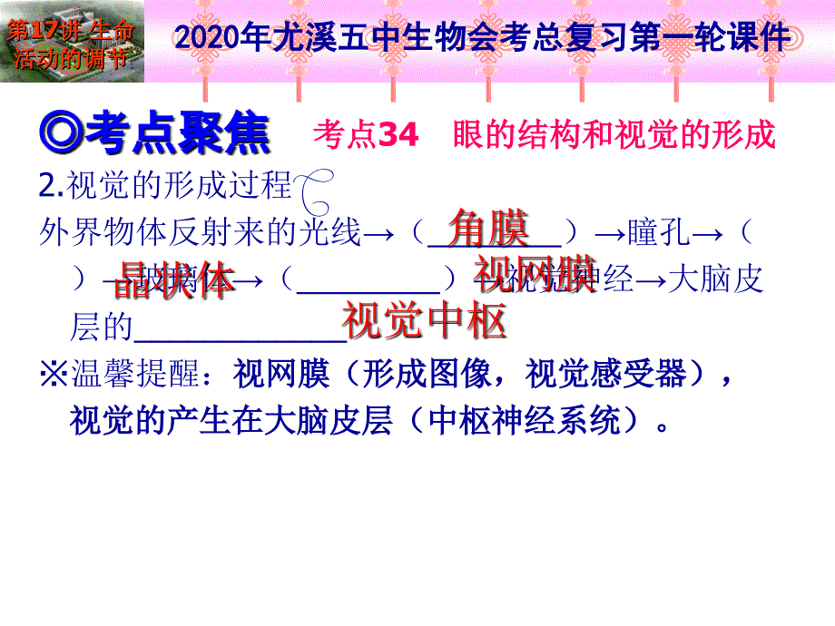 2020年生物总复习第一轮-第17讲-人体生命活动的调节人类活动对生物圈的影响(2课时)课件_第4页