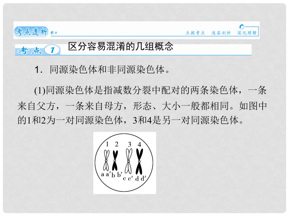 最新高考生物一轮详细复习 减数分裂和受精作用（考点透析+典例跟踪详解+实验导航大题专训）课件 新人教版_第2页