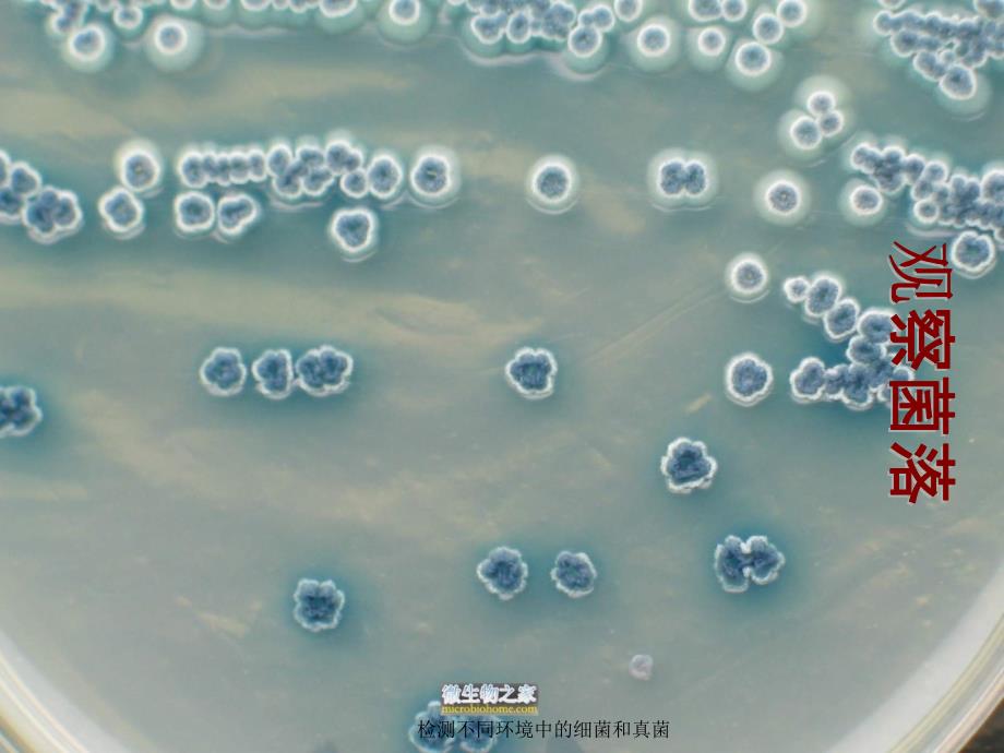 检测不同环境中的细菌和真菌_第4页