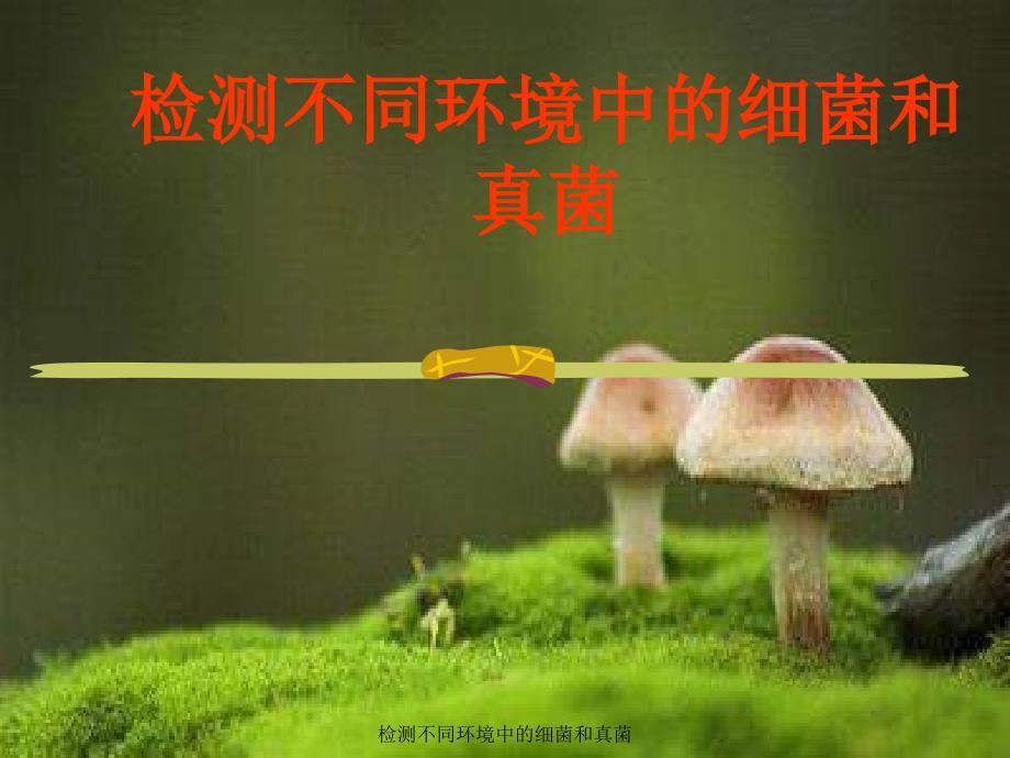 检测不同环境中的细菌和真菌