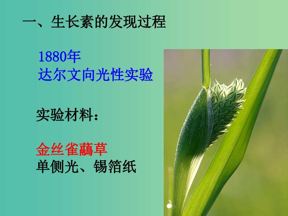 高中生物 3.1 植物生长素的发现课件2 新人教版必修3 .ppt_第4页