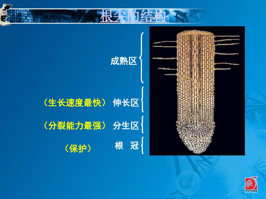 植物对水分的吸收课件_第3页