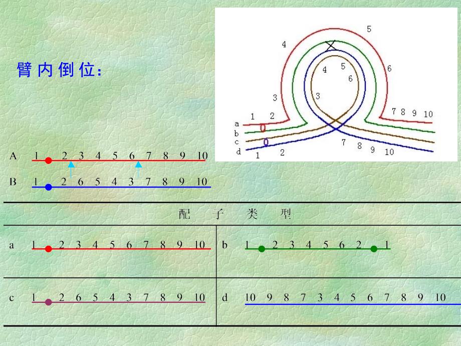 第2章染色体病4_第3页