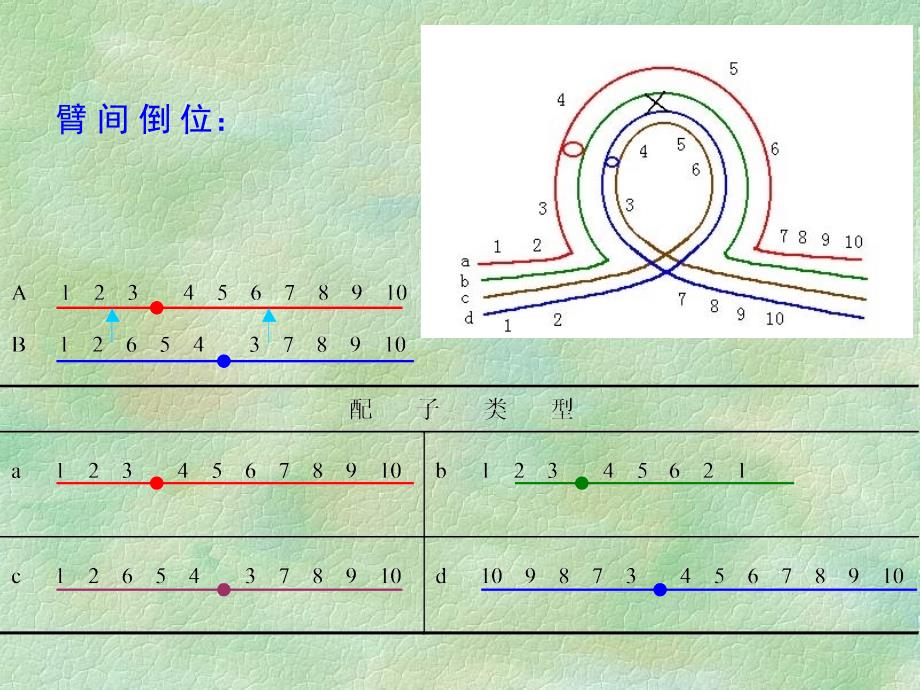 第2章染色体病4_第4页