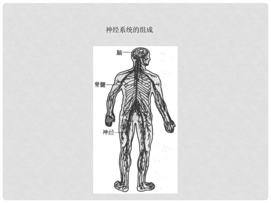 七年级生物下册 第12章人体生命活动的调节复习课件 苏教版_第3页