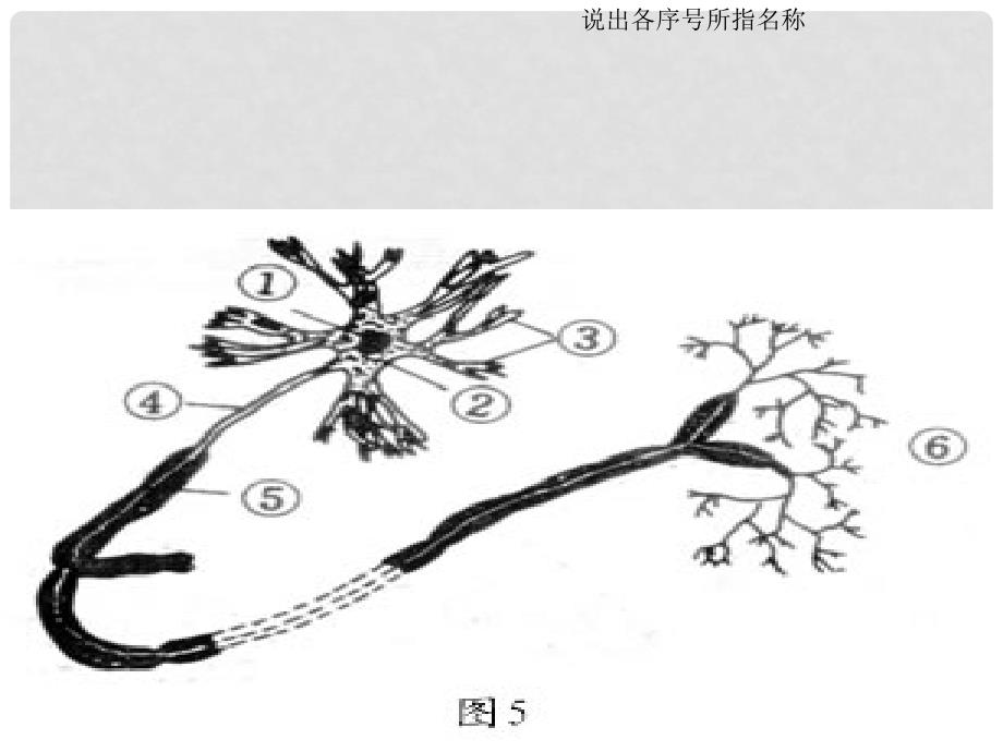 七年级生物下册 第12章人体生命活动的调节复习课件 苏教版_第4页