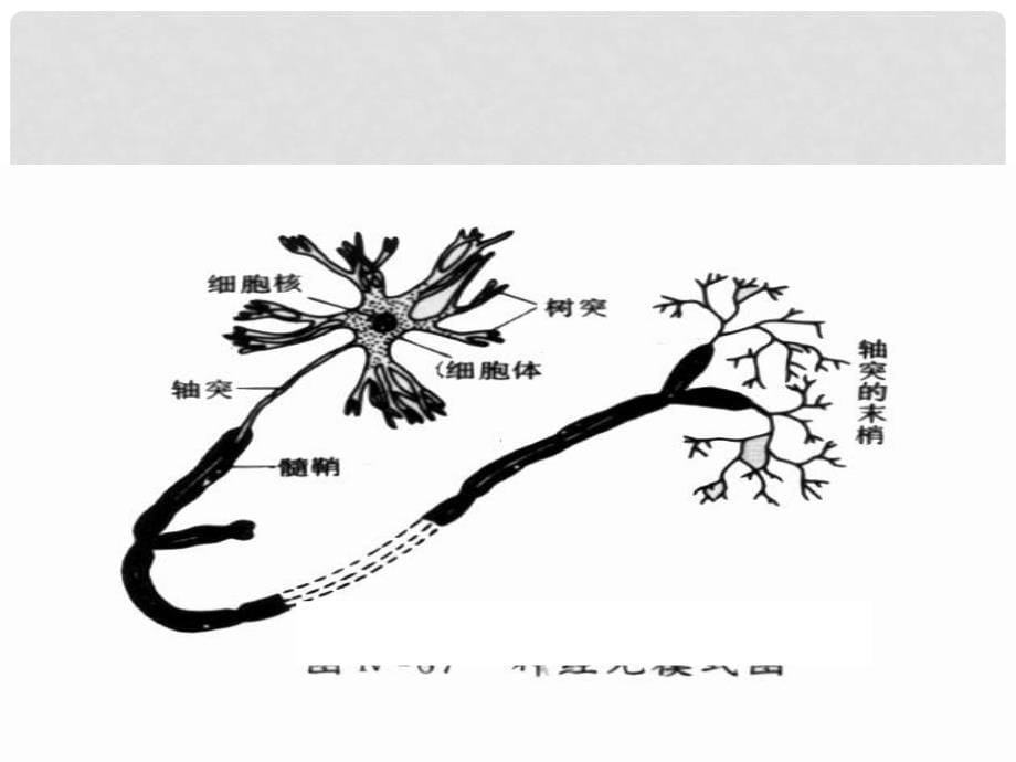 七年级生物下册 第12章人体生命活动的调节复习课件 苏教版_第5页